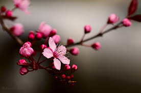 cherry blossom 1