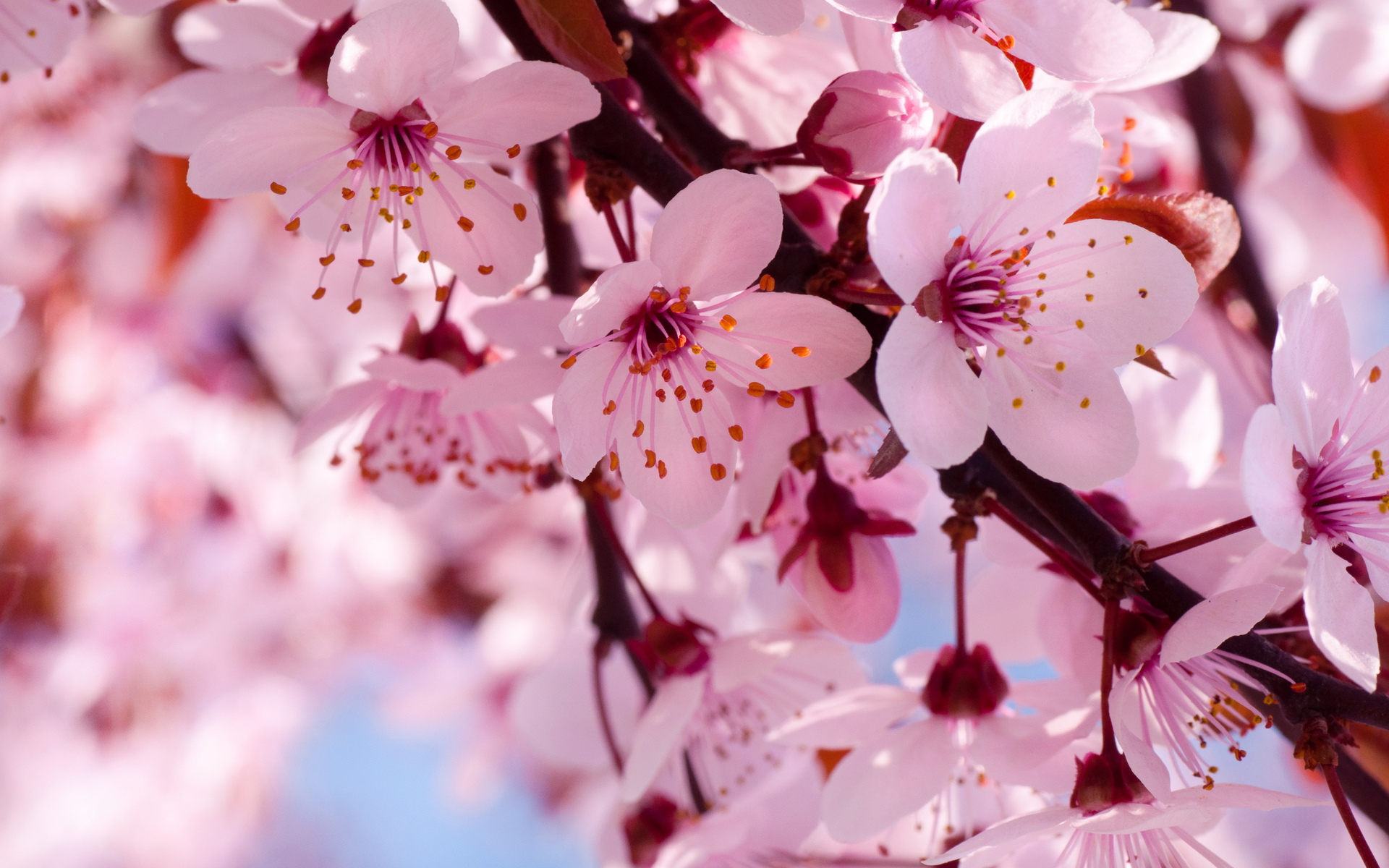 cherry blossom 2