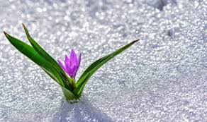 images-33
