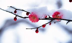 images-34